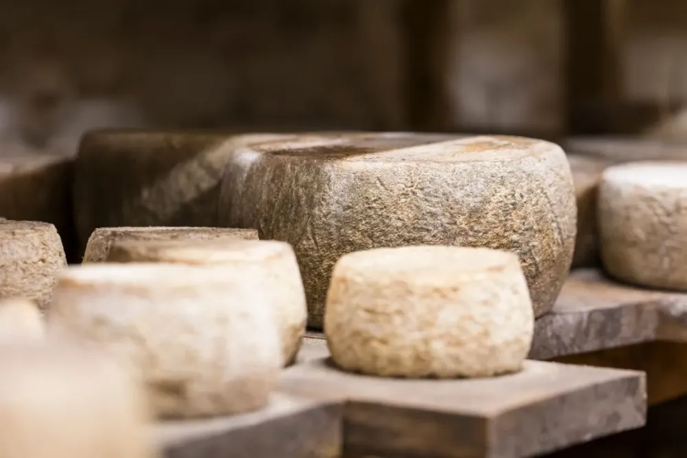Producteur de fromage près de Joigny
